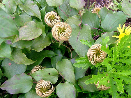 Copyright(c)2000$B!A(B Candybox All Rights Reserved